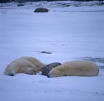 Two Resting Polar Bears 