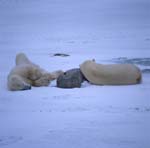 Two resting Polar Bears in the Hudson Bay