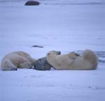 Tired Polar Bears in the Hudson Bay