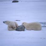 Two tired Polar Bears in the Hudson Bay