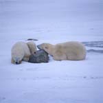 Polar Bears - Strength lies in peace