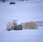 Resting Polar Bears in the Hudson Bay