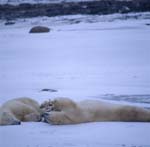 Resting Polar Bears,