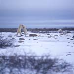 Fighting Polar Bears 