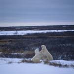 Polar Bears in the Hudson Bay