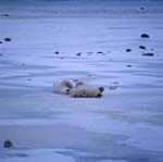 Totally relaxed polar bears
