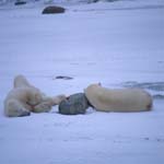 Polar bear siesta