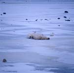 Relaxing polar bears