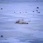 Polar bears - pure relaxation