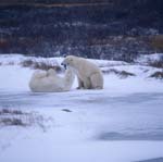 Playing Polar Bears in the Hudson Bay