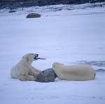 Resting Polar Bears