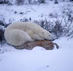 Polar bear on a rock in the tundra