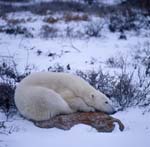 Tired polar bear on a Tundra Stone