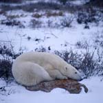 Polar bear on a rock in the tundra