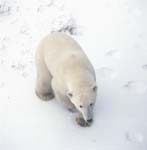 Polar bear in the ice desert