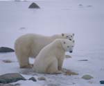 Polar bear and young bear