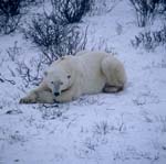 Resting Polar Bear in the Hudson Bay