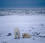 Polar bears in the Arctic width