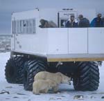 Polar bears under the tundra buggy