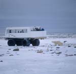 Polar Bears and Tundra Buggy