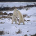 Fighting Polar Bears in the Hudson Bay