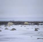 Two Polar Bears in the tundra
