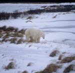 Polar Bear on the way in the Hudson Bay
