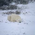 A relaxed polar bear