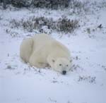 Polar Bear in the Hudson Bay
