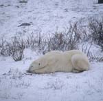 Lying polar bear in the tundra