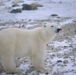 Polar Bear Ursus maritimus in the tundra