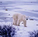 Polar bear roams the tundra