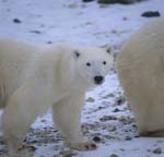 Polar Bears in the Hudson Bay