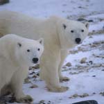 Eye to eye with two polar bears in the Hudson Bay