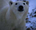 Polar Bear portrait