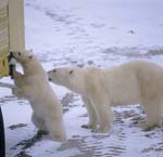Polar bears on the tundra buggy
