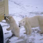 Polar bears investigate the tundra buggy