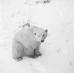 Polar Bear in the Tundra