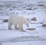Polar bear in the cold desert