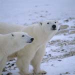 Polar bears in the tundra
