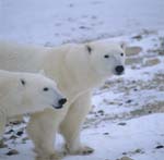 Polar bear with young bear