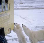 Curious polar bears on the tundra buggy