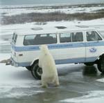 Polar Bear on the van