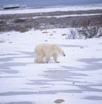 Polar bear in the tundra