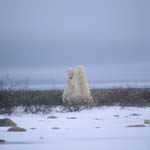 Fighting Polar Bears in the Hudson Bay