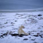 Polar bear tundra landscape