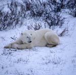 Resting Polar Bear in the Tundra