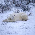 Resting Polar Bear