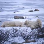 Two tired Polar Bears