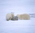  Resting Polar Bears